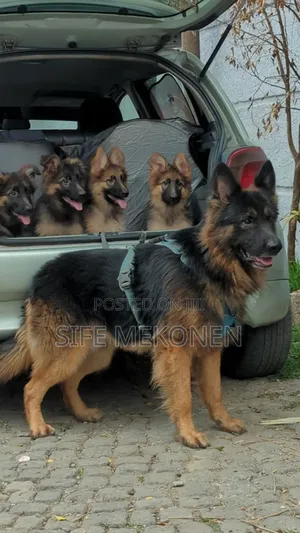 Photo - 1-3 months Male Purebred German Shepherd