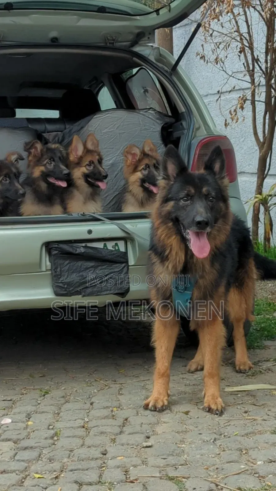 1-3 months Male Purebred German Shepherd