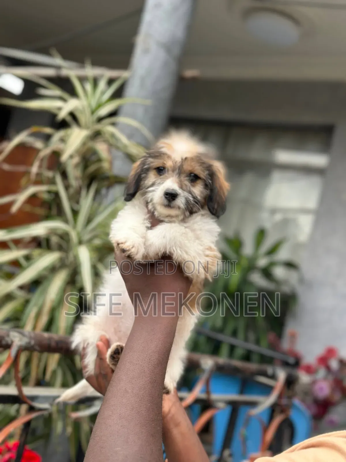 1-3 months Female Purebred Maltese