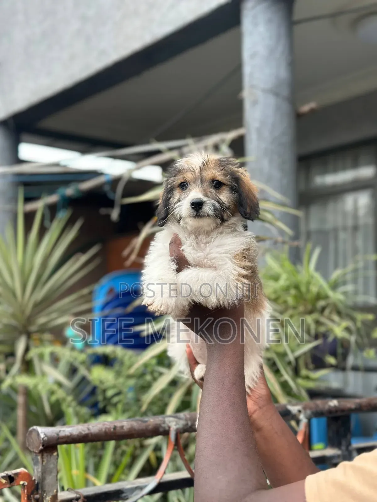1-3 months Female Purebred Maltese