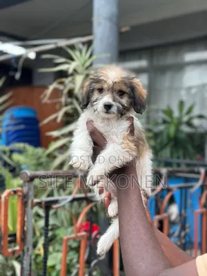 Photo - 1-3 months Female Purebred Maltese