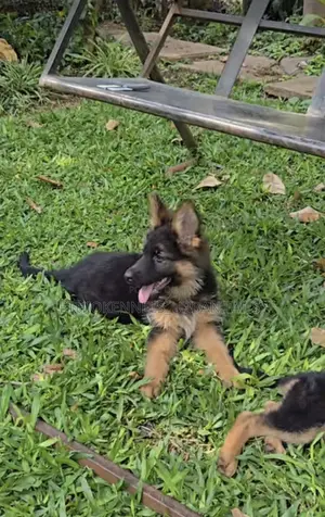 1-3 months Male Purebred German Shepherd