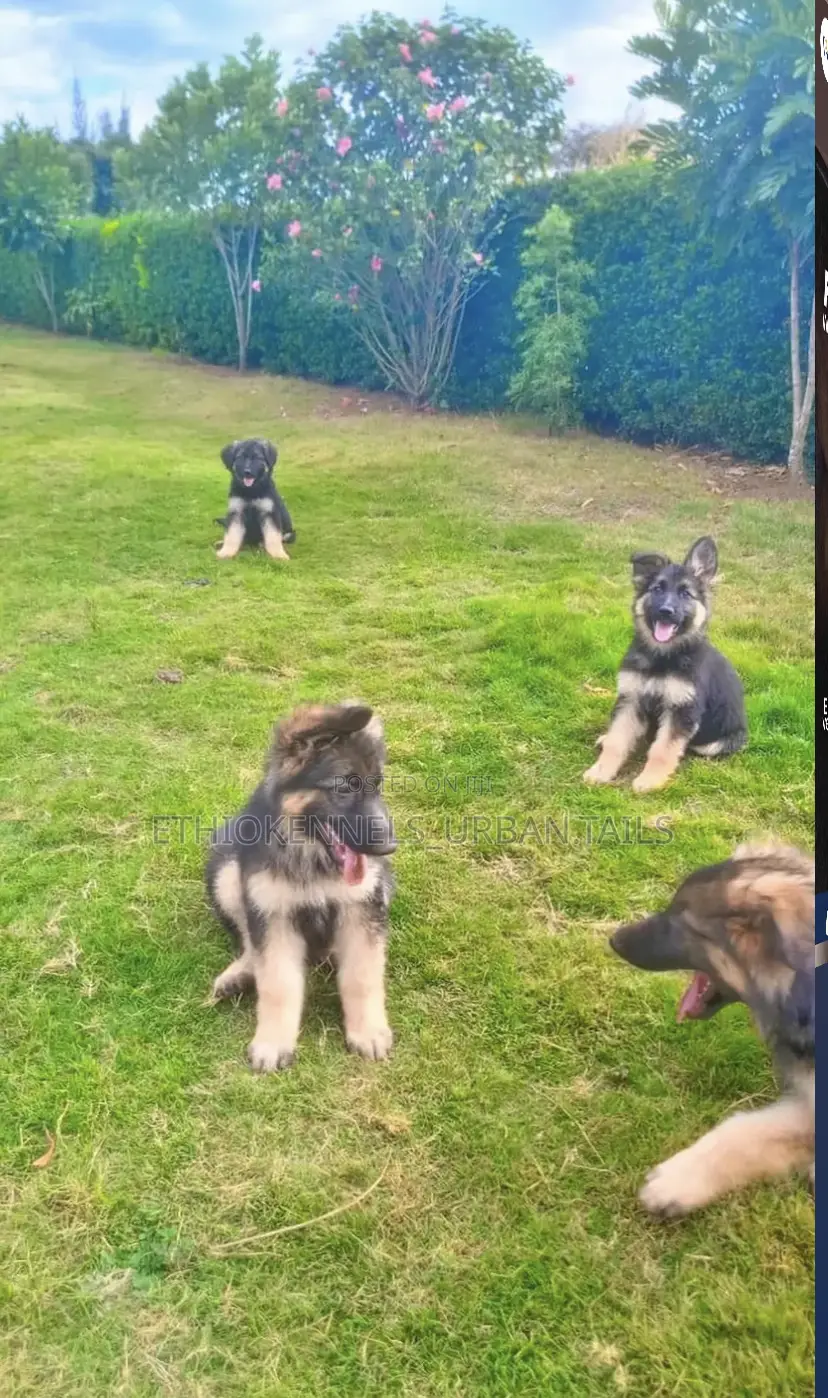 1-3 months Male Purebred German Shepherd