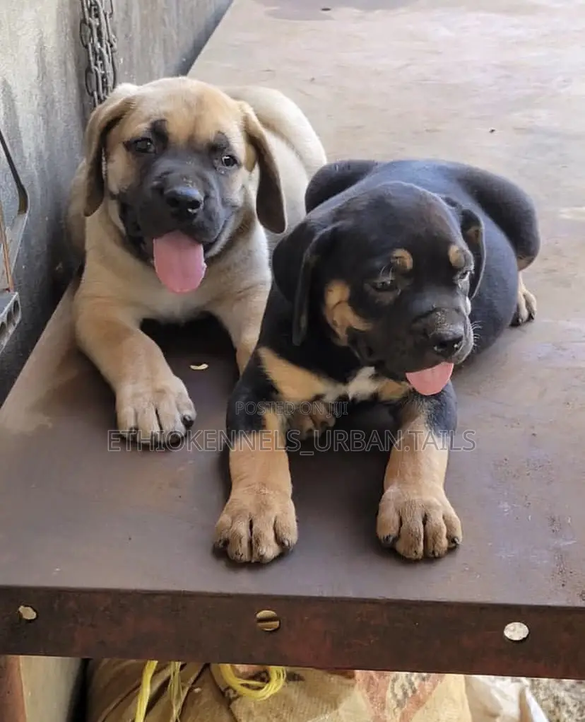 1-3 months Male Purebred Boerboel