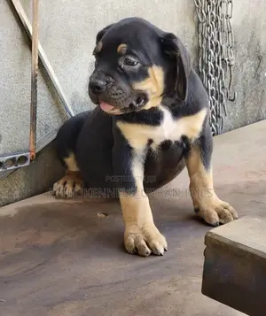 1-3 months Male Purebred Boerboel