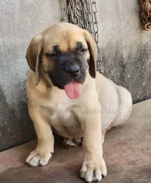 1-3 months Male Purebred Boerboel