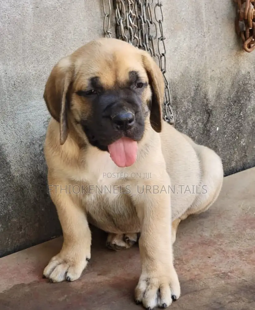 1-3 months Male Purebred Boerboel