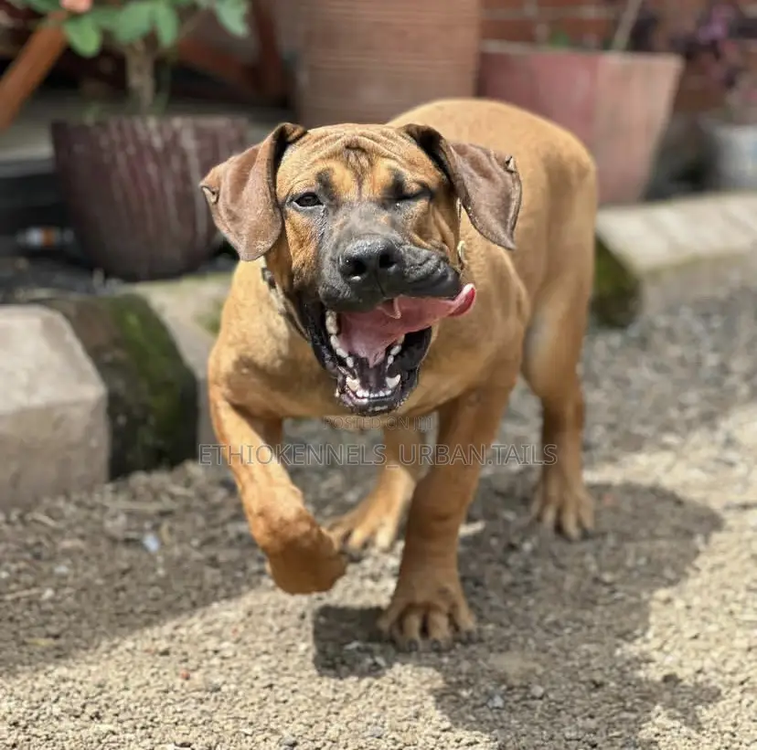 1-3 months Male Purebred Boerboel