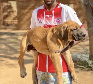 1-3 months Male Purebred Boerboel