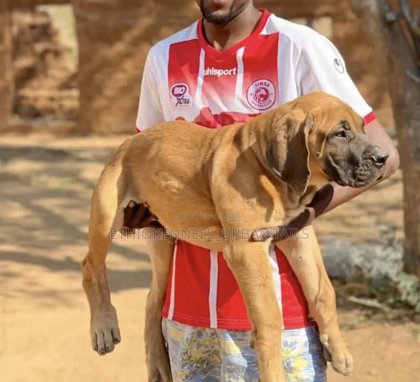 1-3 months Male Purebred Boerboel