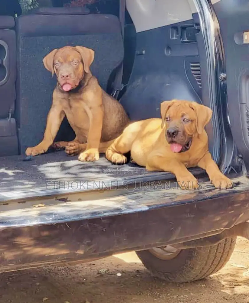 1-3 months Male Purebred Boerboel