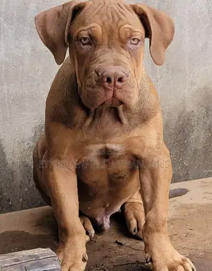 1-3 months Male Purebred Boerboel