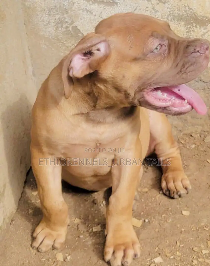 1-3 months Male Purebred Boerboel