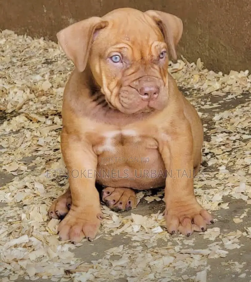 1-3 months Male Purebred Boerboel