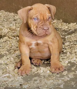 1-3 months Male Purebred Boerboel