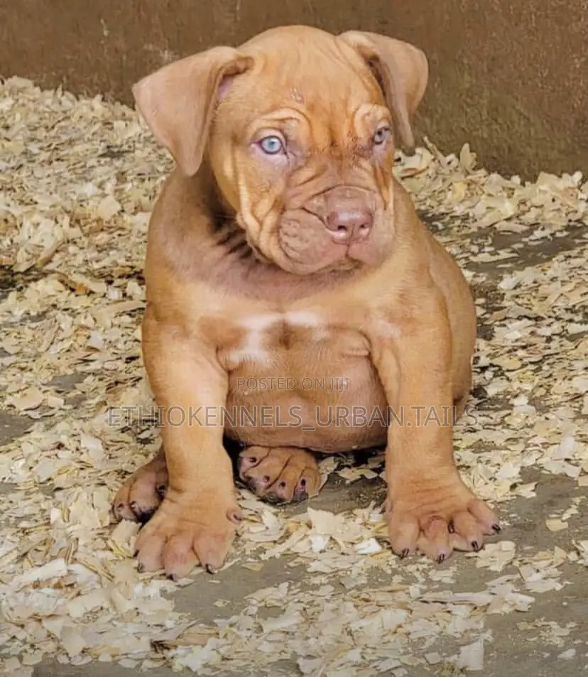 1-3 months Male Purebred Boerboel