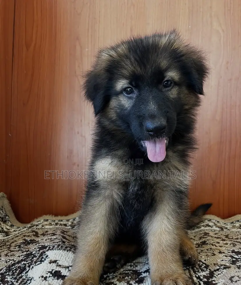 1-3 months Male Purebred German Shepherd