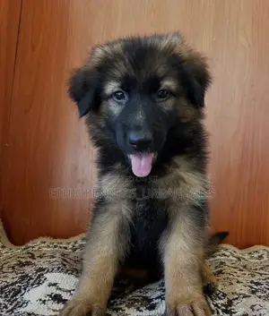 1-3 months Male Purebred German Shepherd