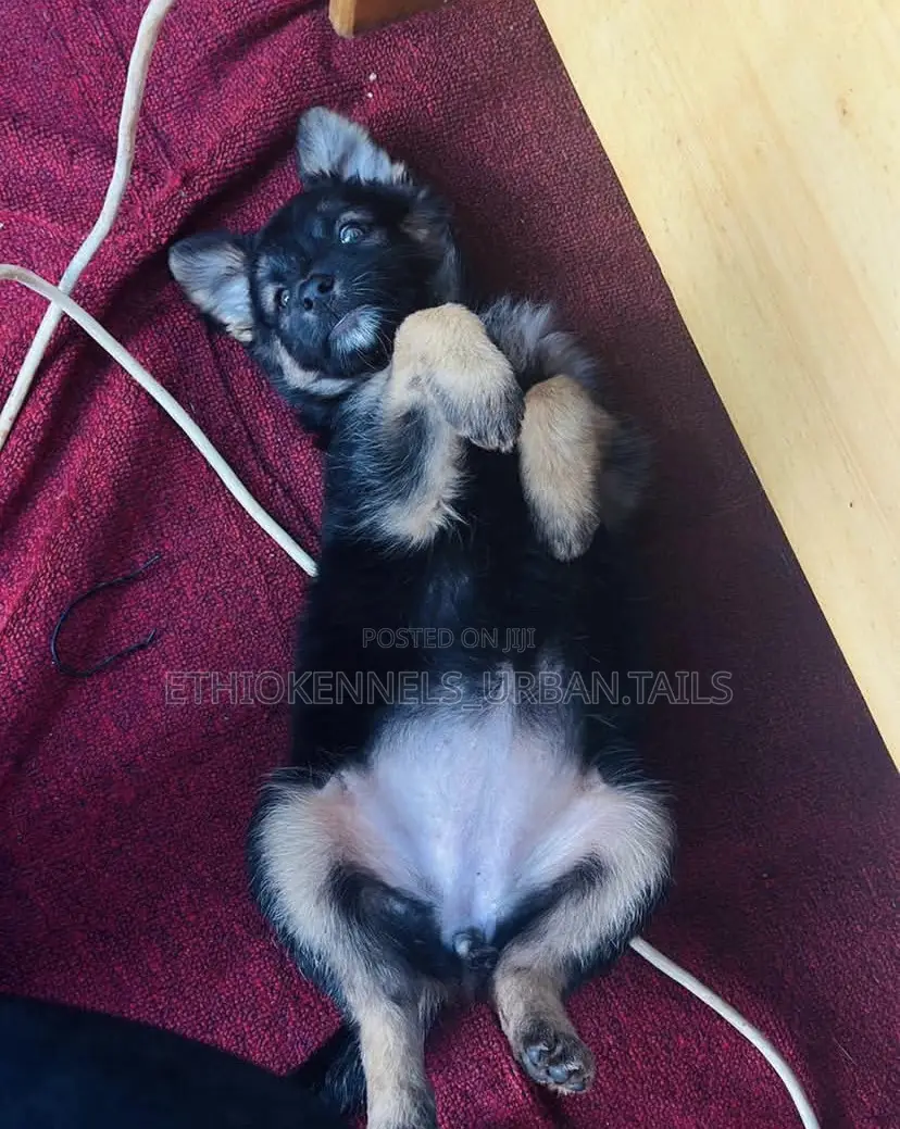 1-3 months Male Purebred German Shepherd