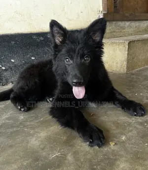 Photo - 3-6 months Male Purebred German Shepherd