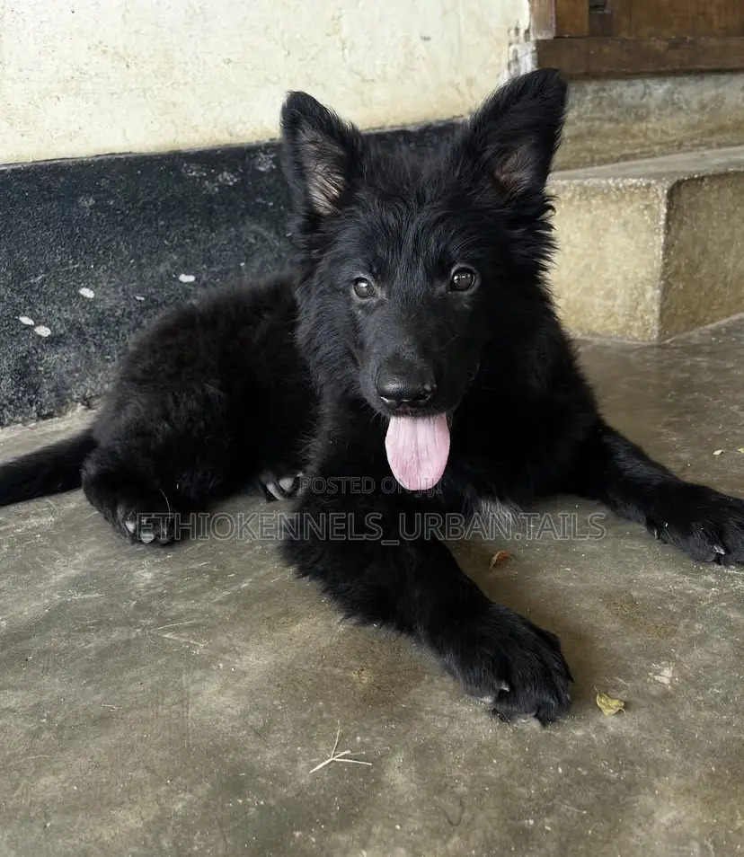 3-6 months Male Purebred German Shepherd