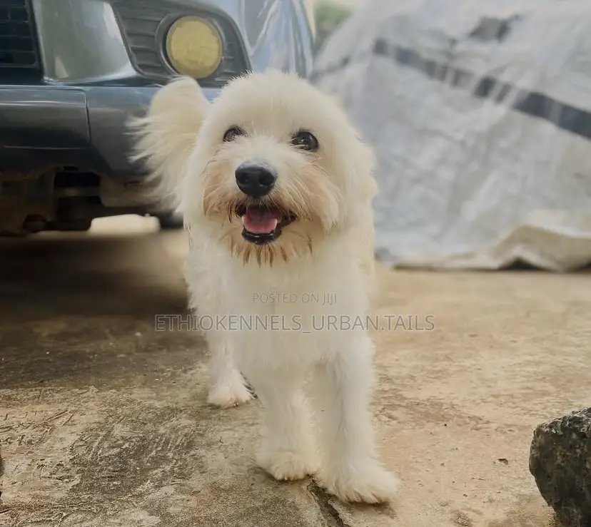 3-6 months Male Mixed Breed Maltese