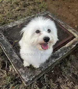 Photo - 3-6 months Male Mixed Breed Maltese