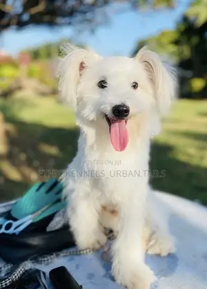 3-6 months Male Purebred Maltese
