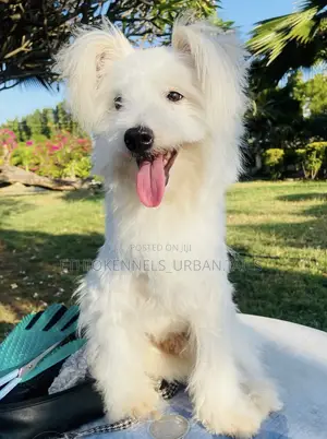 Photo - 3-6 months Male Purebred Maltese