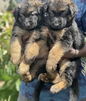 Photo - 1-3 months Male Purebred German Shepherd