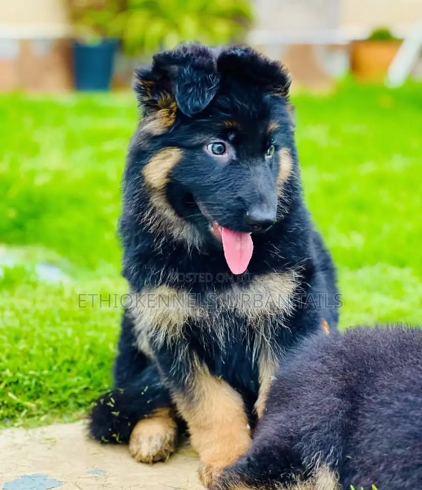 1-3 months Male Purebred German Shepherd