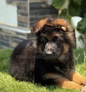 1-3 months Male Purebred German Shepherd