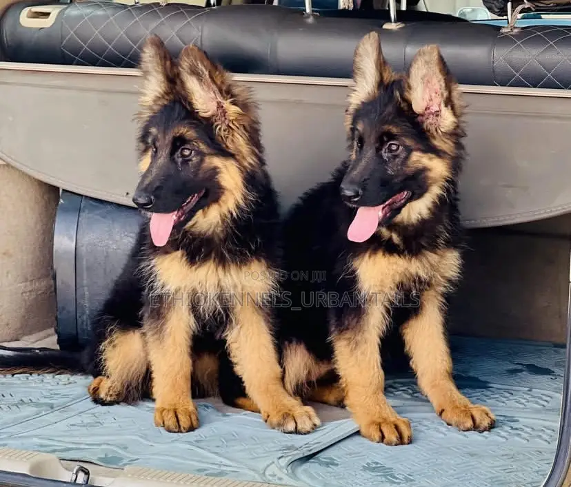 1-3 months Male Purebred German Shepherd