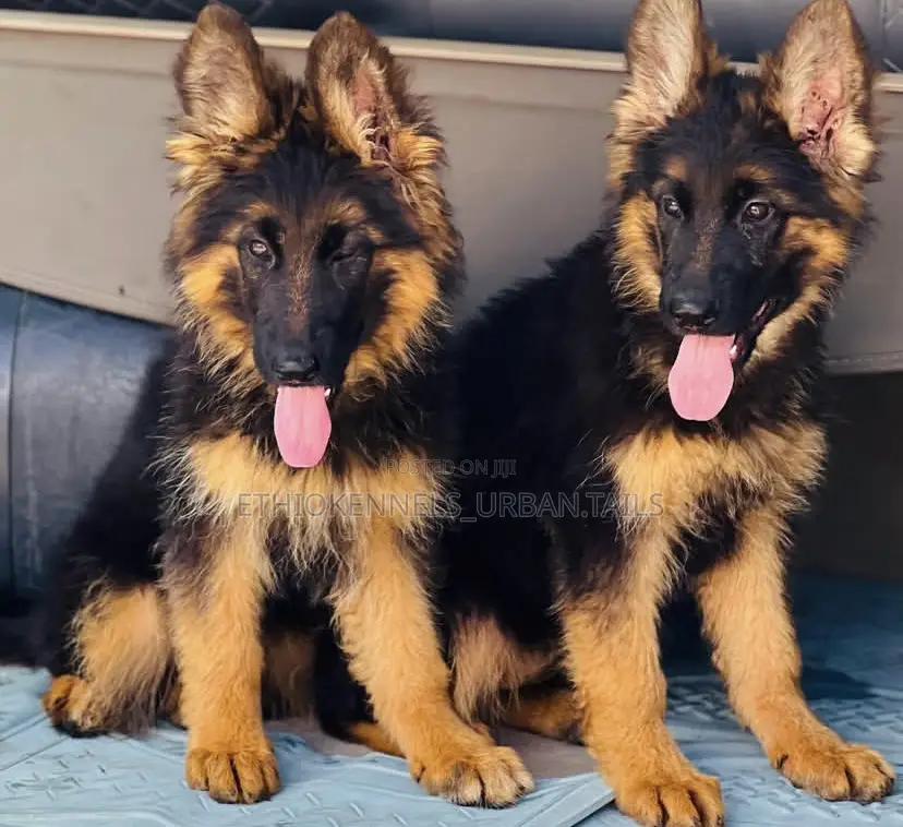 1-3 months Male Purebred German Shepherd