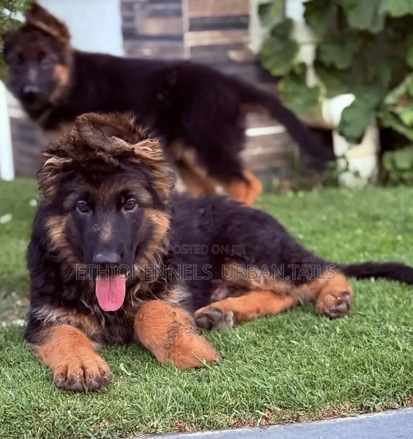 1-3 months Male Purebred German Shepherd