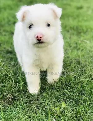 Photo - 1-3 months Male Purebred Maltese