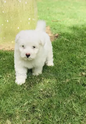 1-3 months Male Purebred Maltese