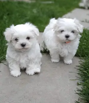 Photo - 1-3 months Male Purebred Maltese