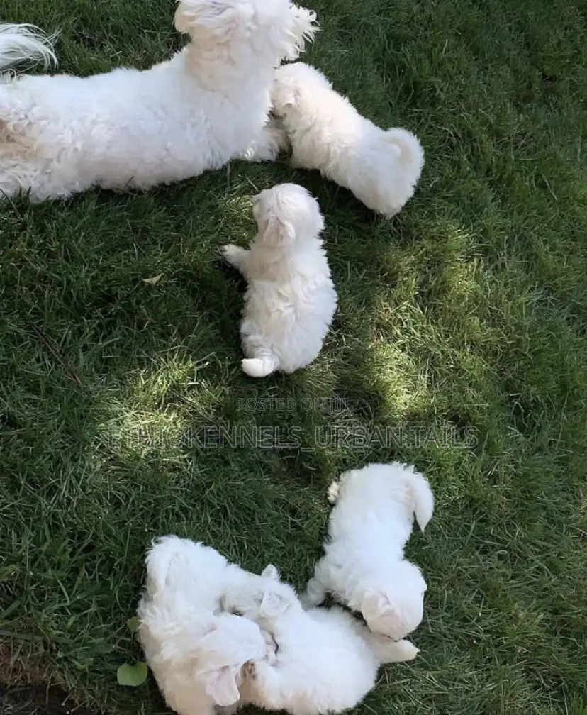 1-3 months Male Purebred Maltese