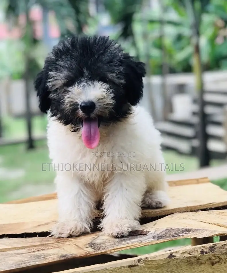 1-3 months Male Purebred Shih Tzu