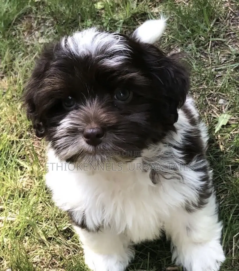 1-3 months Male Purebred Shih Tzu