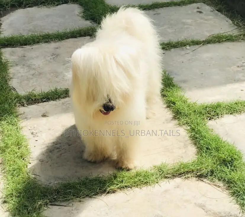 1-3 months Male Purebred Maltese