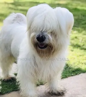 1-3 months Male Purebred Maltese