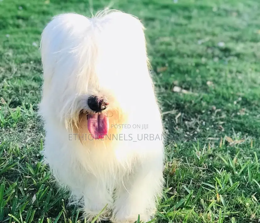 1-3 months Male Purebred Maltese