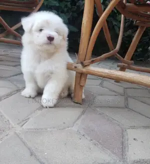 1-3 months Male Purebred Maltese