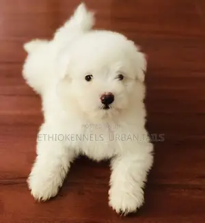 Photo - 1-3 months Male Purebred Maltese