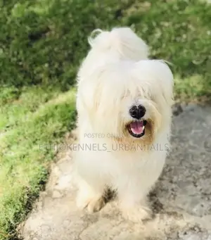 Photo - 1-3 months Male Purebred Maltese