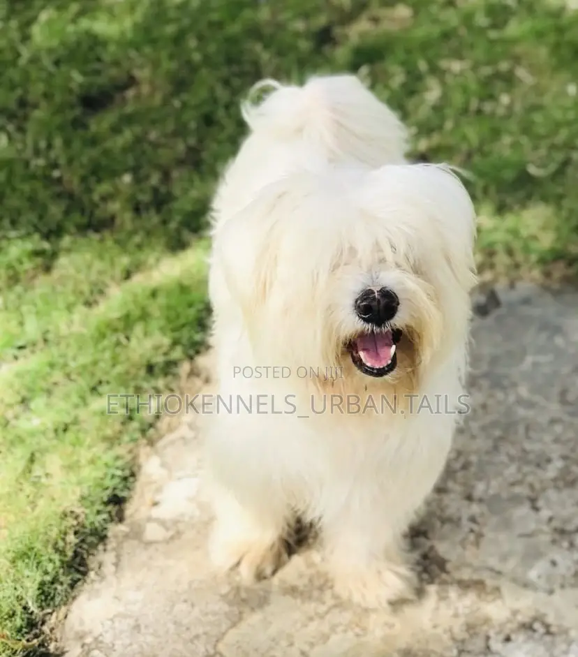 1-3 months Male Purebred Maltese