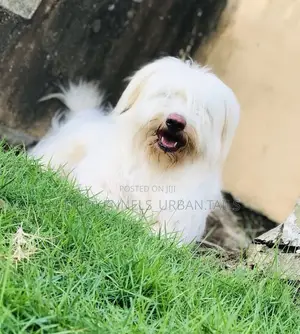 1-3 months Male Purebred Maltese