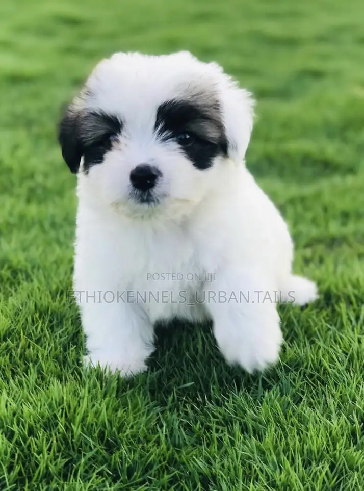 1-3 months Male Mixed Breed Maltese